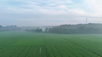 An aerial view of a field with trees and a plane video