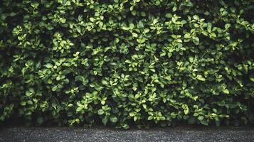 Lush green foliage forms a dense, textured wall of nature, contrasting against the dark asphalt at its base. The essence of natural simplicity. photo