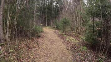 A tranquil forest trail enveloped by lush trees and vibrant foliage, ideal for serene nature walks and exploration video