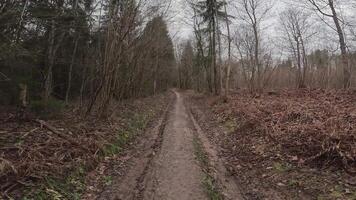 A tranquil dirt path gently meandering through a peaceful forest during the early days of springtime video