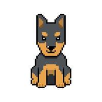 Pixel art cute doberman dog in retro style for design. vector