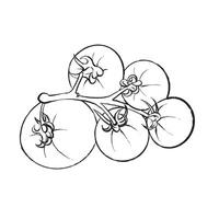 Black and white line drawing of a tomato branch. Suitable for culinary projects, packaging, logos, restaurant design, menus, and farm products. vector