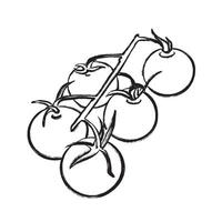 contour illustration of a cherry tomato. Perfect for packaging, logos, postcards, textiles, menu design, web design, and culinary projects. vector