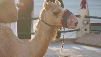 Camel with muzzle stands near waterfront in bright sunlight video