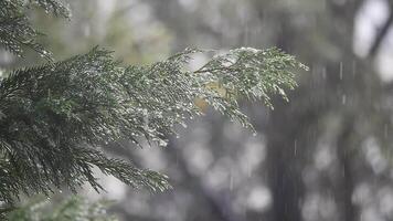 Rain falls gently on green branches in a serene forest setting video