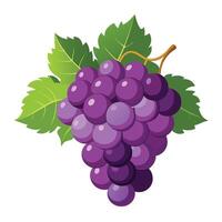 grapes on a branch with leaves illustration vector