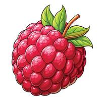 raspberry fruit white background illustration vector
