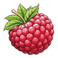 raspberry illustration white background , vector