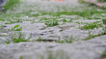 Nature reclaiming old stone path in urban setting video