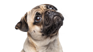 A pug looking up with a curious expression, isolated png