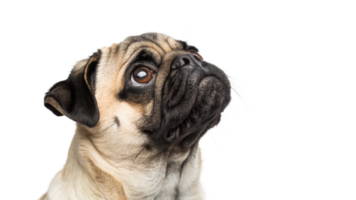 A pug looking up with a curious expression png