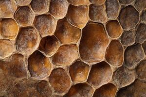 Closeup of Honeycomb Structure with Textured Golden Brown Hexagonal Cells for Natural Themes photo