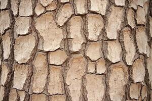Close Up of Tree Bark Texture With Peeling Beige and Brown Patterns for Natural Background Design photo