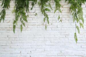 Hanging Green Ferns Against White Brick Wall for Natural Home Decoration Background photo