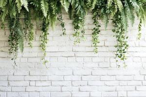 Green Hanging Ferns And Plants On White Brick Wall Background Decoration For Modern Interiors photo