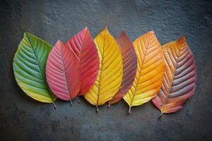 Vibrant Autumn Leaves Displayed in Gradient on Rustic Dark Stone Background photo