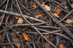 Intertwined Dry Tree Branches and Fallen Brown Leaves in Natural Outdoors Forest Setting photo