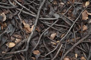 Dry Twigs and Fallen Brown and Gray Leaves in Natural Forest Ground Texture photo