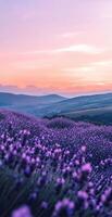 Vibrant Lavender Field at Sunset with Rolling Hills and Colorful Sky in Tranquil Nature Setting photo