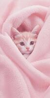 Adorable Orange And White Kitten Wrapped In Soft Pink Fluffy Blanket Cozy And Warm Background photo