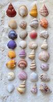 Assorted Seashells Collection Arranged on White Sandy Beach Background for Nature and Summer Themes photo