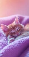 Sleeping Ginger Kitten Relaxing on Soft Purple Blanket in Gentle Warm Light Indoor Scene photo