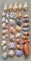 Assorted Seashells in Varied Patterns and Colors Arranged on Beige Sandy Background for Coastal Decor Inspiration photo