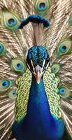 Vivid Closeup of Peacock with Vibrant Blue Feathers and Detailed Eye Pattern Tail Display photo