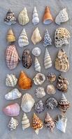 Collection of Seashells with Diverse Textures and Patterns Arranged on Sand Background for Coastal Decor Themes photo