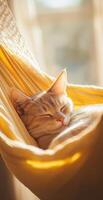 Relaxed Orange Tabby Cat Sleeping in Yellow Hammock with Soft Sunlight Background Indoors photo