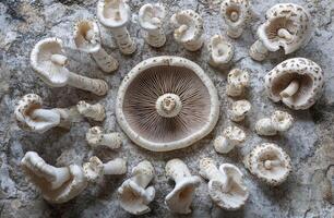 Top View of White Mushrooms and Gills on Textured Stone Background for Natural Organic Concepts photo