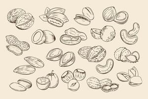 Hand drawn nuts. Set of different nuts. Pistachio, cashew, coconut, hazelnut and macadamia. Illustration in sketch retro style vector