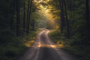 Curved Gravel Pathway Through Peaceful Forest with Sunlight Filtering Through Trees at Golden Hour photo