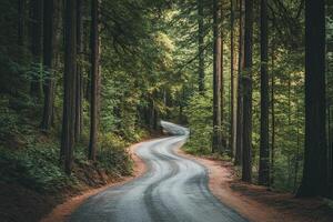 Winding Road Through Dense Lush Green Forest with Tall Trees