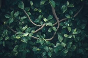 Dense Green Leafy Foliage With Twisting Wooden Branches in Natural Shadowy Background photo