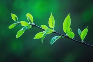 Vibrant Green Leafy Branch in Focus Against Soft Natural Blurred Green Background for Nature Concepts photo