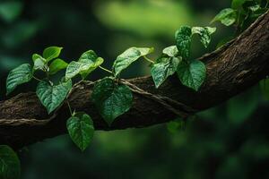 Closeup of Green Vine Leaves Growing on Tree Branch in Forest with Dark Lush Background photo