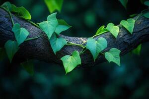 Green Ivy Vines Climbing On Rough Tree Branch In Dense Forest With Soft Natural Lighting photo