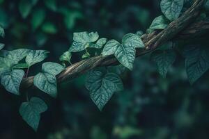 Twisted Tree Vine with Lush Green Heart Shaped Leaves in a Dark Forest Background photo
