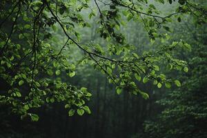 Fresh Green Tree Branches With Dew in Misty Forest During Rainy Day Nature Close Up Scene photo