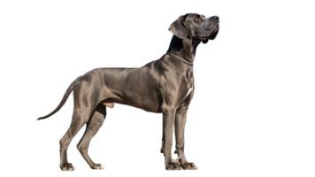 A great dane standing tall with a transparent background, showcasing its size png