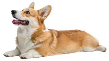 A corgi lying down with a content expression, isolated png