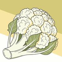 Cauliflower is a vegetable that is used in many dishes vector