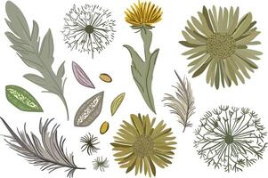 isolated elements of flowers in boho minimalism style with dandelions, chrysanthemums, feathers and leaves on a white background for fabric and web design pastel vector