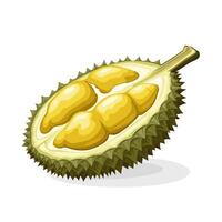 Illustration of half durian, isolated on white background. vector