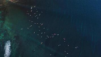 Surfers swim on line up and riding on waves in ocean. Aerial view with surfing on wave. video