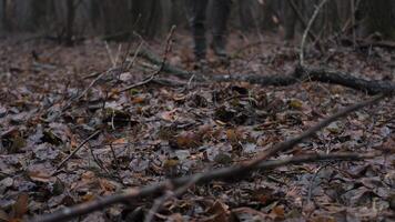 Hiker Walking Through a Wet Autumn Forest Path, Close-up of a hiker s feet stepping on a damp, leaf-covered forest floor. video