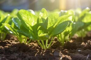 A field of green spinach plants in the sun photo
