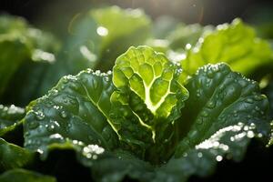 A close up of a leaf of lettuce with water droplets photo