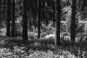 Big Garden in germany photo